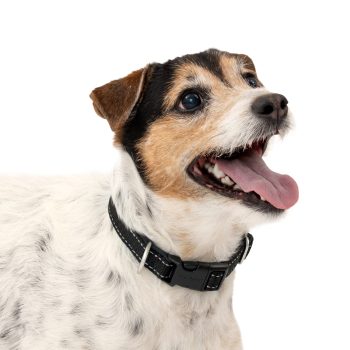 Comfort Dog Collar