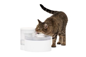 Outlast™ Pet Fountain